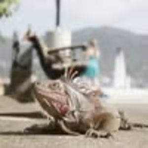 Meet your Posher, Campbell